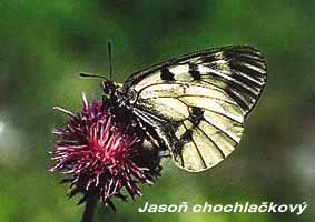 motyl