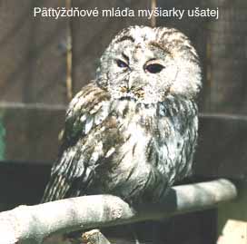 mysiarka